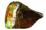 Iridescent Ammolite (Fossil Ammonite Shell) - Alberta, Canada #156814-1